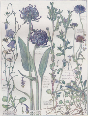 Hare Bell, Round-headed Rampion, Small-flowered Venus' Looking-glass, Sheep's Bit, Ivy-leaved Bellflower